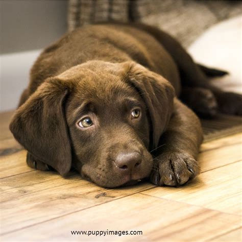 American kennel club (akc) registration is included with the purchase of your english lab puppy. English Chocolate Lab Puppies For Sale Florida