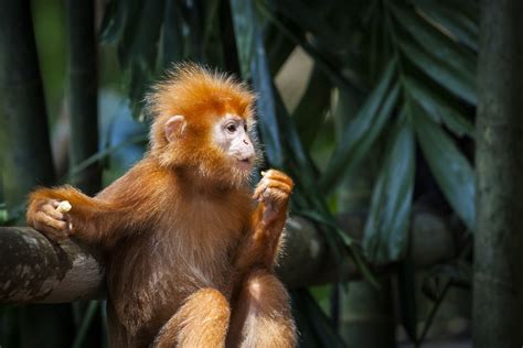 Free Images Wildlife Zoo Mammal Fauna Primate Orangutan