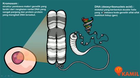 IPA Kelas 9 Pewarisan Sifat I Materi Genetik Kromosom DNA Dan RNA