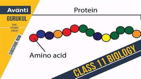 Learn the facts about glutamine, bcaas, arginine, lysine, methionine, carnitine, cysteine, and hmb. 11B09 - Biomolecules - Proteins | Amino acids | Class 11 ...