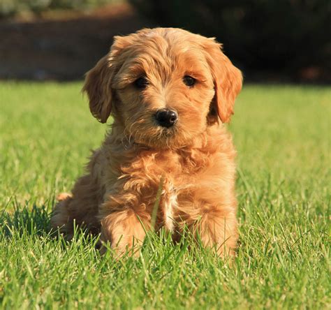 Registrations in a reputable organization and even know about and how to carry out the initial socialization of puppies by the breeder. Labradoodle Puppies: Joy's Available Australian ...