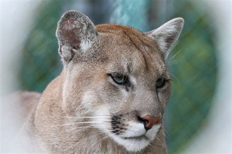 Puma concolor klasse der puma ist ein äußerst anpassungsfähiges tier, das unterschiedliche. Pumas (Puma) Fotos - Tier-fotos.eu