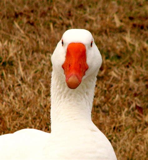 White Goose Close Up 1 Photograph By J M Farris Photography