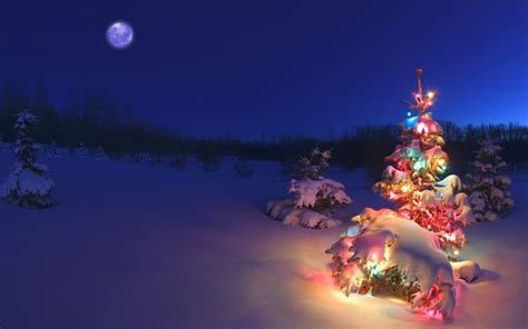 Snow Covered Christmas Tree Lights Wallpaper 1920x1200 Download