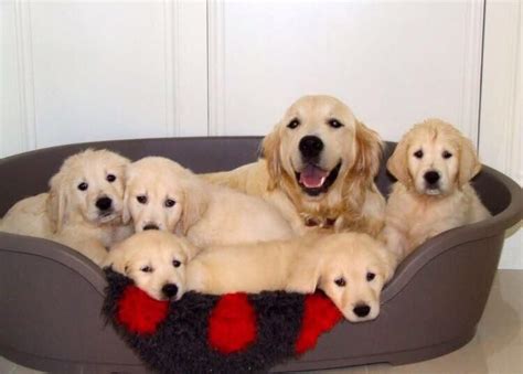 Golden Retriever Puppies With Their Motherireddit