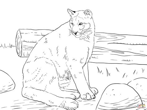 Cougar Coloring Pages At Free Printable Colorings Pages To Print And Color