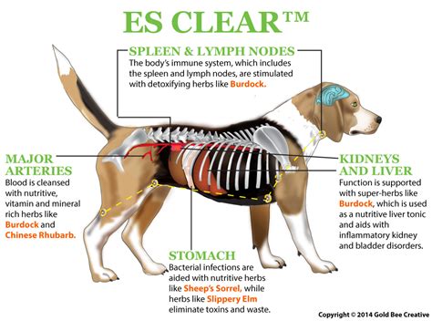 Lymph Nodes In Dogs Diagram Wiring Diagram