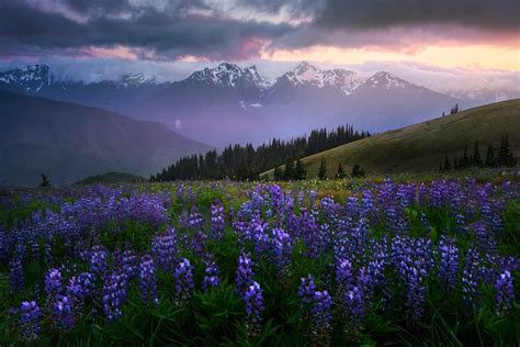 Hurricane Ridge In Olympic National Park Kevin Mcneal