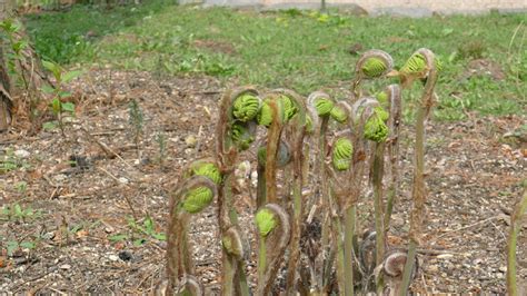 A 고비 학명 Osmunda japonica 영어명 japanese royal fern 약효 감기 관절통 마비 요통 인후통 임질 신경통