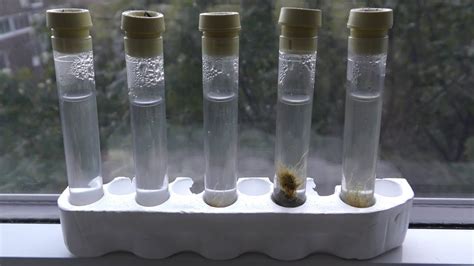 Nano Aquarium Test Tube Experiment Youtube
