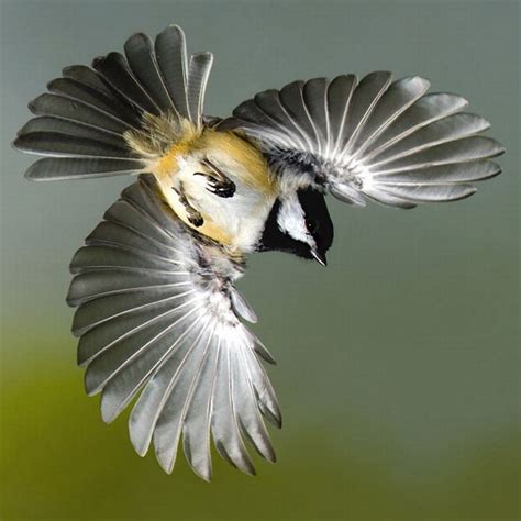News Dumper Beautiful Birds In Flight