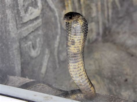 Naja Oxiana Central Asian Cobra In Termez Zoo