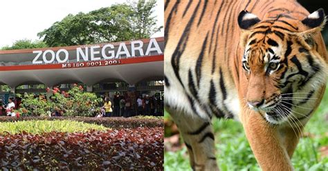 It's been so long since i did any sightseeing because of the lockdown, and. Harga Tiket Zoo Negara 2019