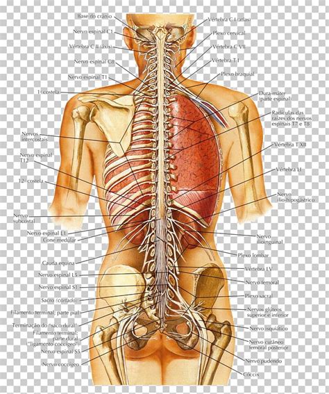 In the above situation, is suri's headache a symptom of an illness, while the. Human Anatomy Abdomen