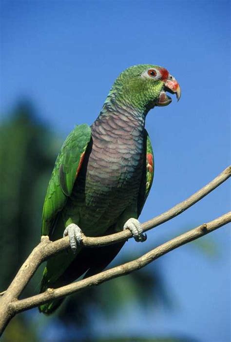 Vinaceous Amazon World Parrot Trust