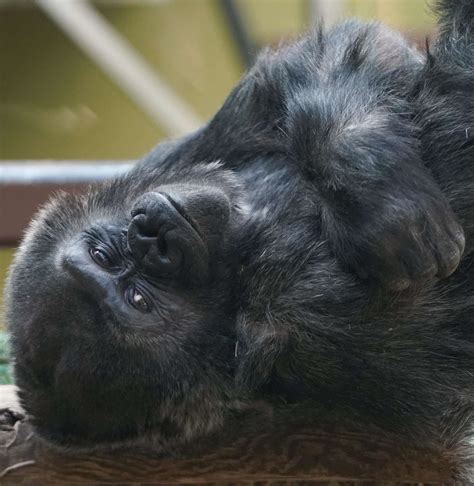 Welcome Machi The Gorilla Back To Atlanta Zoo Atlanta