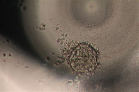 3d Printing Human Embryonic Stem Cells For Drug Testing