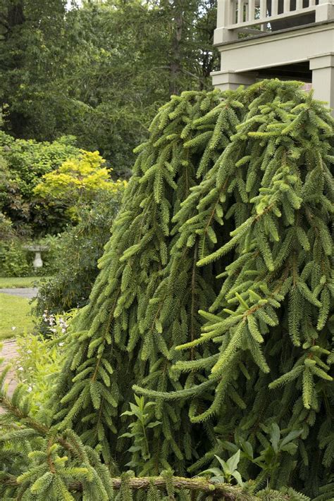 Weeping Norway Spruce Picea Abies Pendula Monrovia Plant