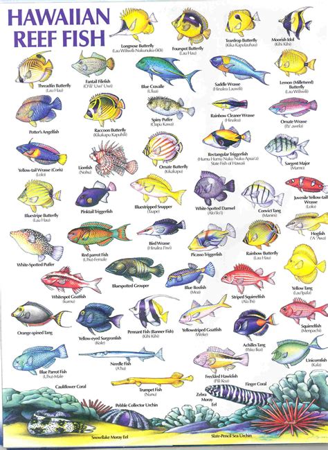 Hawaiian Reef Fish Guide Fish Chart Hawaii Salt Water Fish