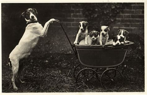 Jack Russell Dog With Puppies In Baby Carriage Vintage Photo Postcard