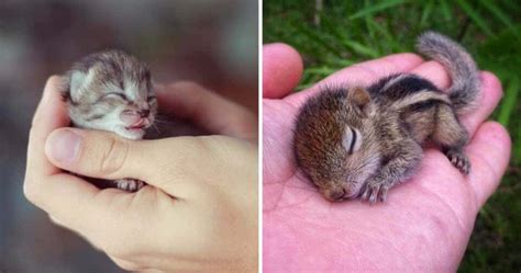 10 Adorable Photos Of Tiny Baby Animals That Are So Innocent And Pure