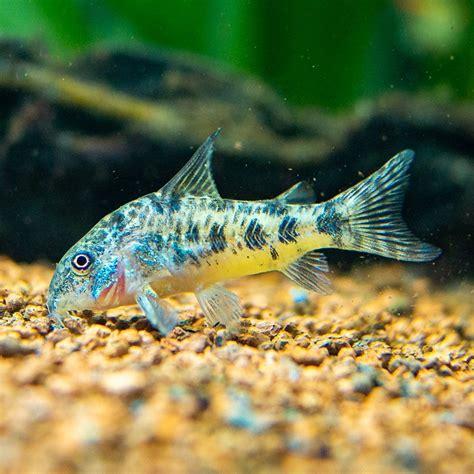 12 Cory Catfish Types For Aquariums With Images
