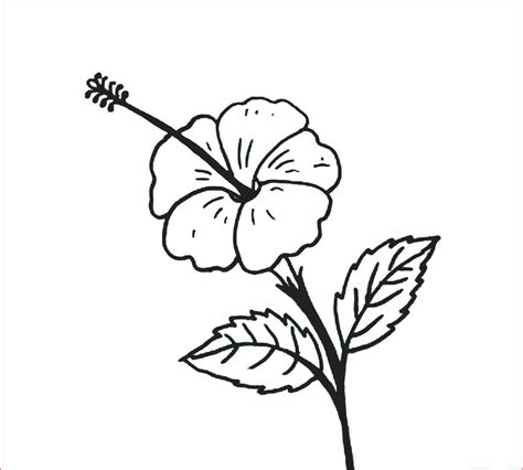 Gambar Sketsa Bunga Kembang Sepatu Terbaru