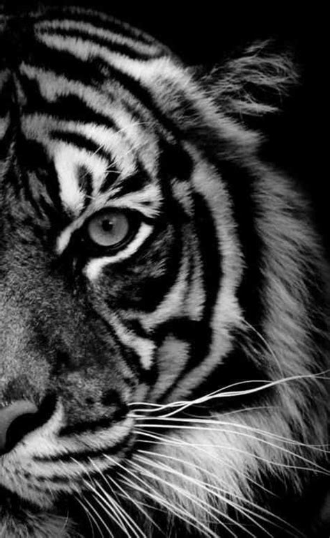 32 Best Images About Black And White Tigers On Pinterest