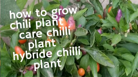 How To Grow Green Chili Plant In Pot Hybrid Chili Plant Care Chili