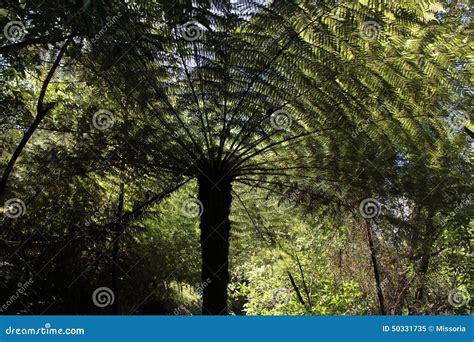 Silver Tree Fern Stock Image Image Of Silver Emblem 50331735