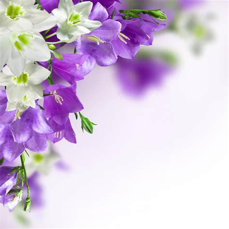 Free Download Purple Flower White Backgrounds 4000x4000 For Your