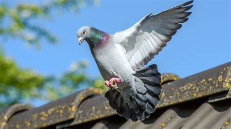 Pigeons Galluvet Birds And Fowl