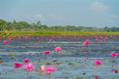 Lotus Flowers In Pond Sea Or Lake In National Park In Thale Noi