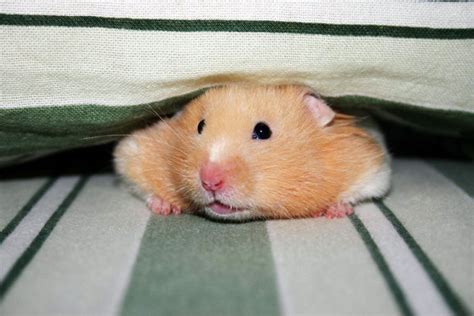 Adorable Hamsters That Are Too Cute For Words 30 Pics