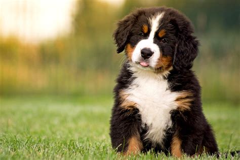 Bernese Mountain Dog Puppies Southern California Bmdcsc Org Theyre