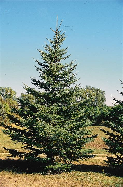 White Spruce Picea Glauca Tree Facts Habitat Uses Pictures