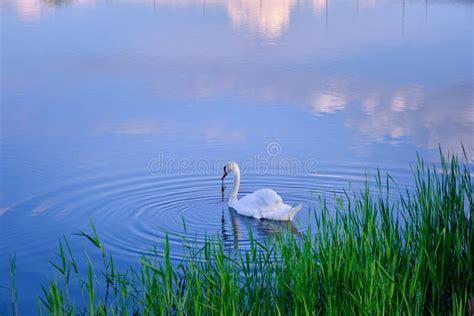 Lonely White Swan Feeds On Lakebird Background Blue Water Stock Photo