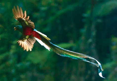 The Quetzal Bird Beauty Of Bird