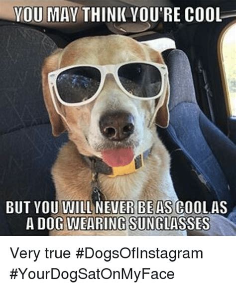 Cool Dog Memes
