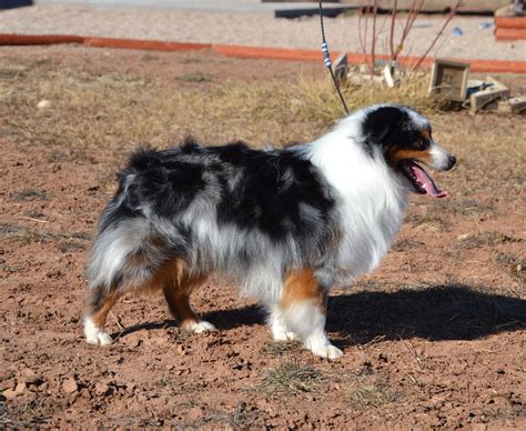 why the name miniature australian shepherd color country aussies