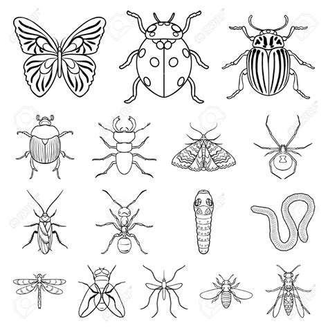 How To Draw Insects Iridescence How To Draw Insects Drawings Images