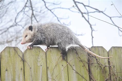 How To Get Rid Of Opossums In Your Yard