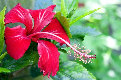 Bunga raya merupakan bunga nasional yang berasal dari. KEMBARA ALAM AADK: Bunga Raya - Bunga Kebangsaan Malaysia