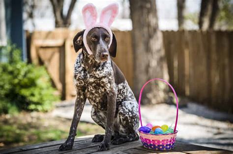 Why Dog Owners Should Ditch The Chocolate Bunny This Easter The