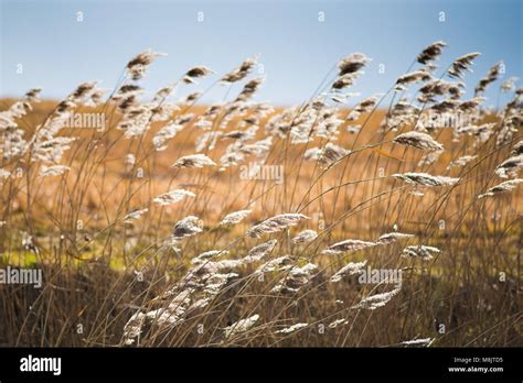 Field Of Wild Grass Blowing And Waving In The Wind With Bright Sunlight