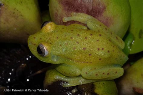 Worlds First Fluorescent Frog Discovered