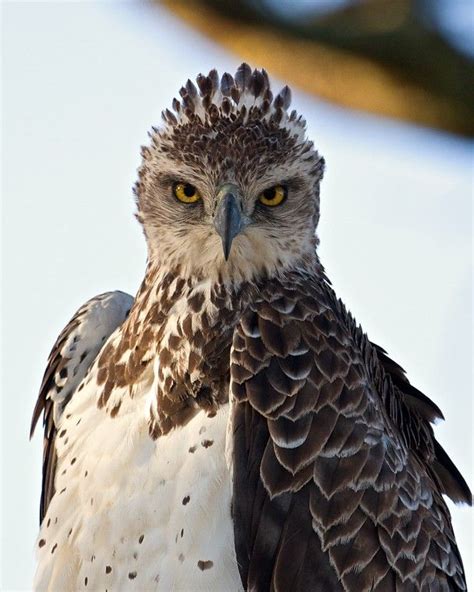 Types Of Eagles In The World Eagles Are Admired The World Over As