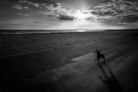 Wallpaper Light Sunset Shadow Sky Dog White Black Beach Nikon