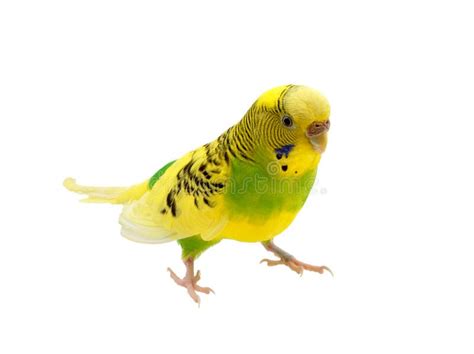 832 Parrot Budgies Stock Photos Free And Royalty Free Stock Photos From