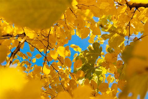 Yellow Nature Pictures Download Free Images On Unsplash
